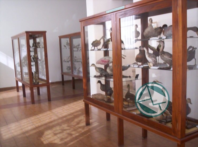 El Museo Ornitológico será reconocido por la Fundación Museo de La Plata