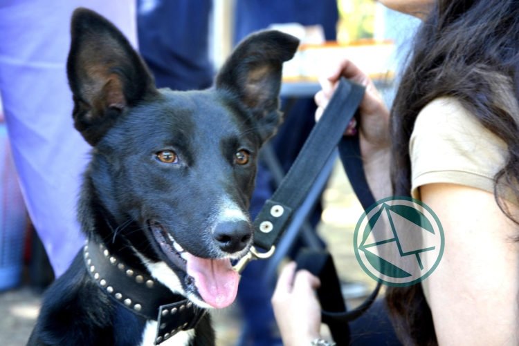 "Semana animal" en La Plata con actividades de concientización y atención veterinaria