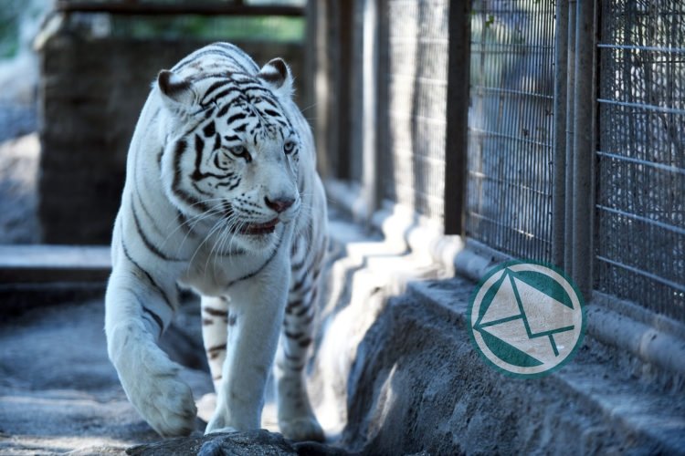 En el zoológico platense murió la tigresa Dhara