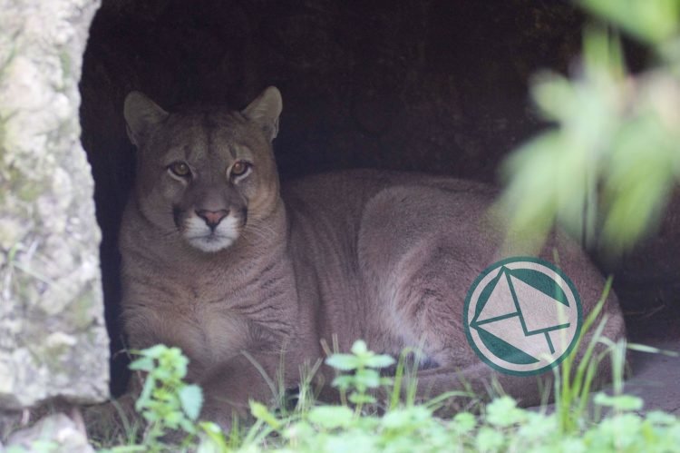 Tras ser tratado en el Bioparque platense, el puma rescatado en Maipú fue liberado en una reserva de Coronel Dorrego