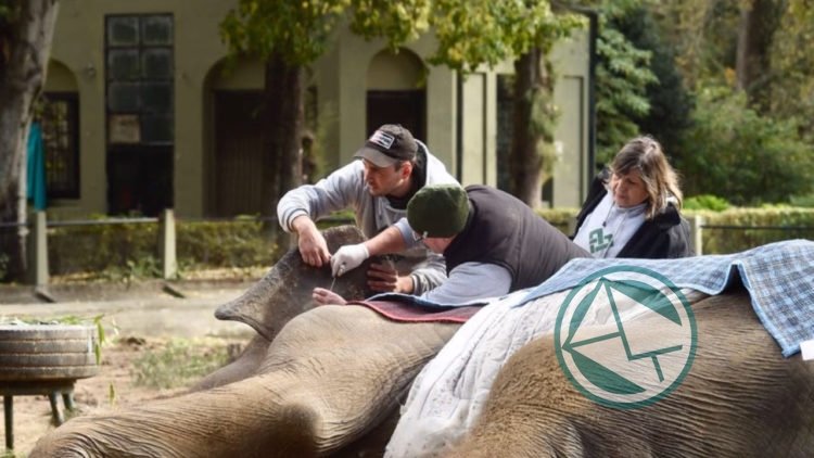 La elefanta Pelusa está siendo tratada por su afección