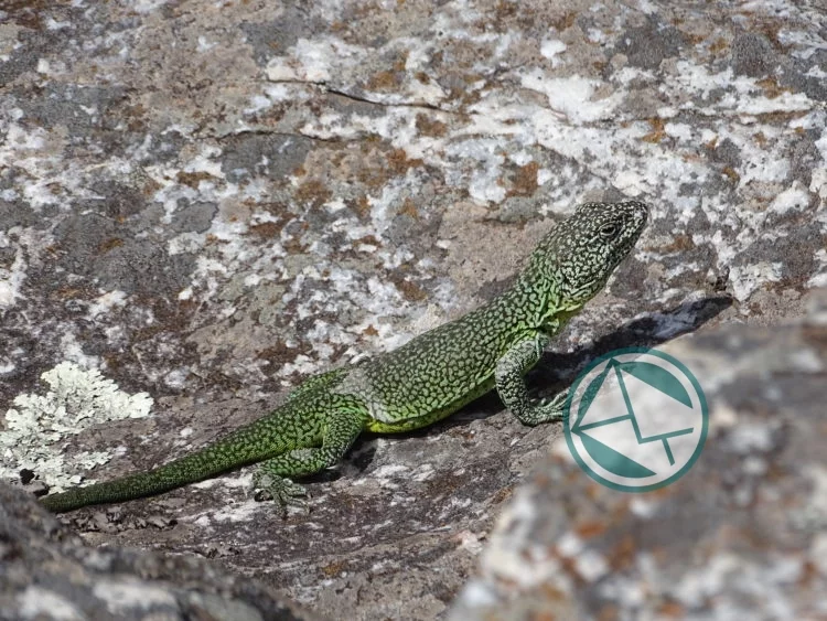 Iguana en extinción es emblema del municipio de Tornquist