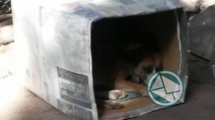 Escándalo en Quilmes por Martiniano Molina, los perros callejeros y las cuchas comunitarias