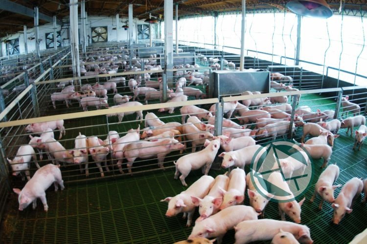 El senador Bozzano ve a la producción porcina de la Provincia en crisis