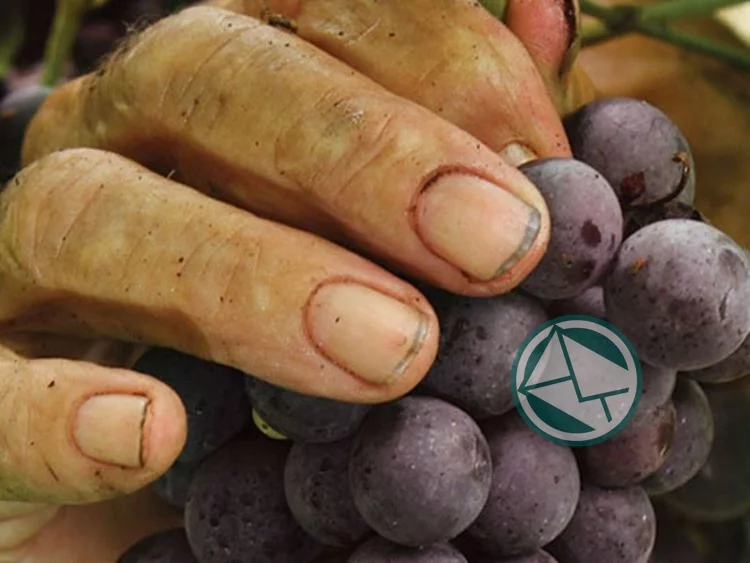 Programa completo de la XV Fiesta del Vino de la Costa en Berisso