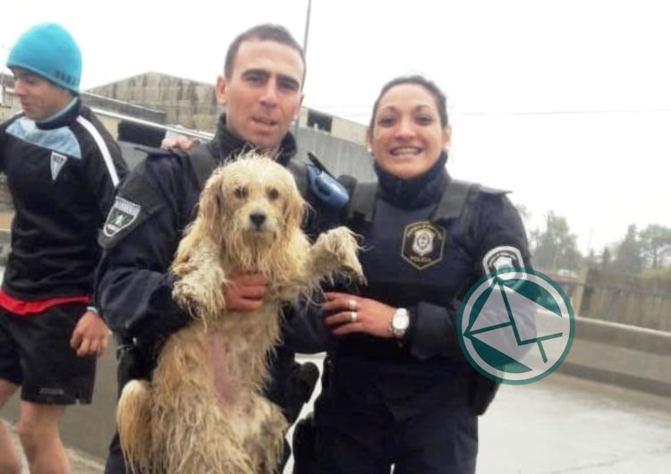Policía Local de La Plata rescataron a un perro que cayó en el Arroyo El Gato Policía Local de La Plata rescataron a un perro que cayó en el Arroyo El Gato