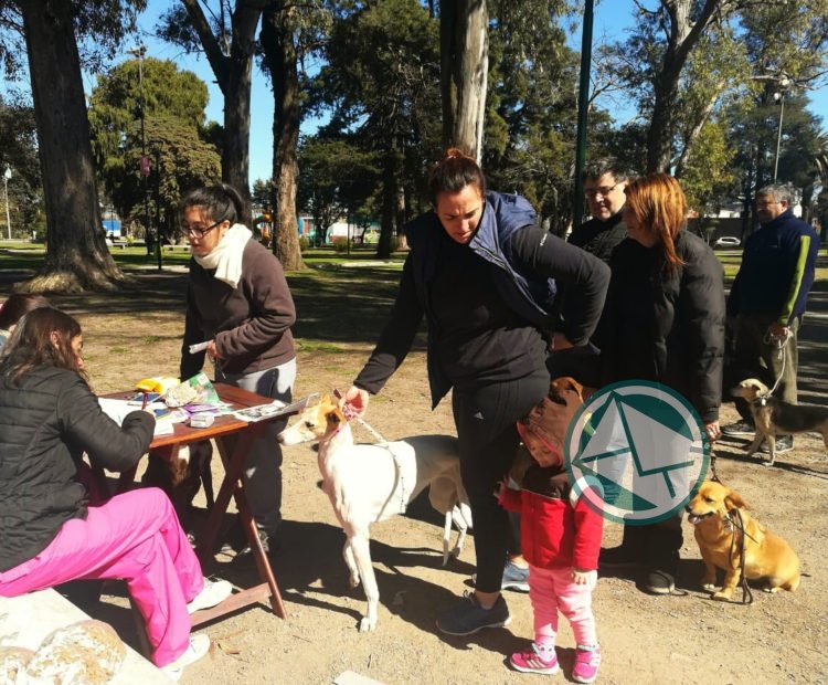 Gran número de perros y gatos vacunados en La Plata Gran número de perros y gatos vacunados en La Plata