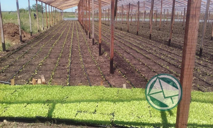 Producción del cordón verde de La Plata en Plaza Moreno Producción del cordón verde de La Plata en Plaza Moreno