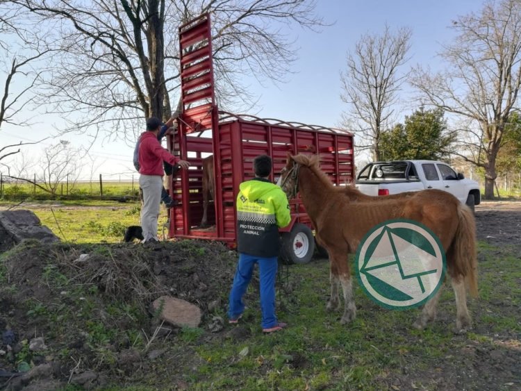 El Municipio rescató y dio en adopción responsable a cinco caballos que estaban en situación de maltrato