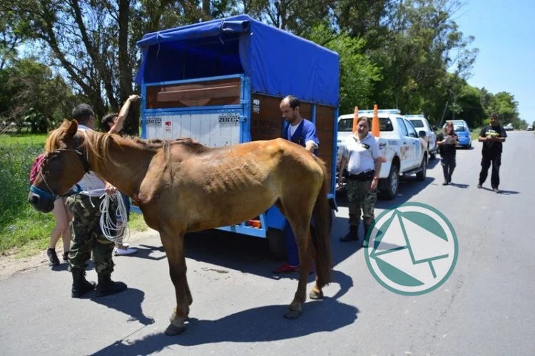 Durante agosto se pusieron a resguardo seis caballos con signos de maltrato y abandono en La Plata