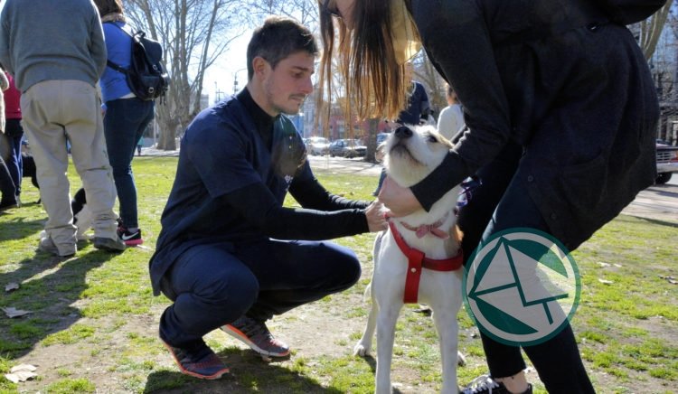 Vacunación y desparasitación gratuita para mascotas en Villa Elvira