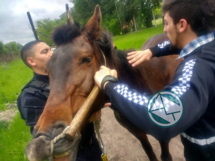 Rescatan cinco caballos con signos de maltrato y promueven su adopción responsable