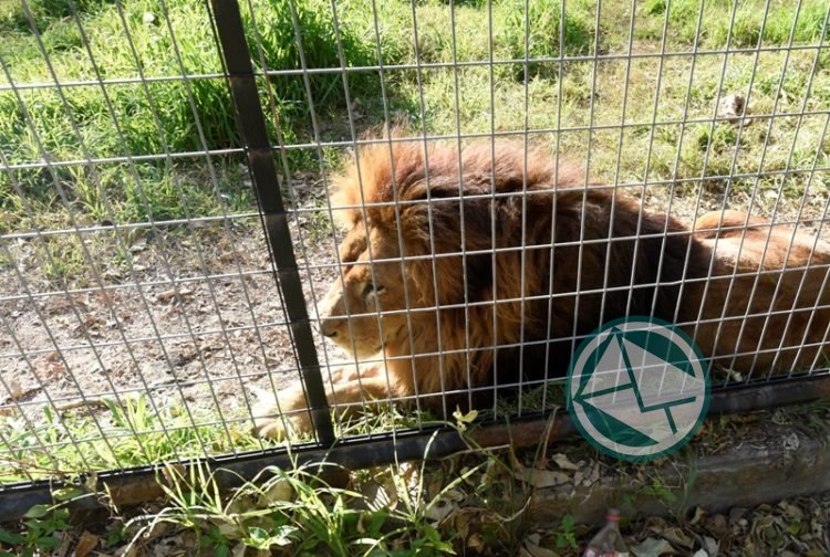 Falleció el león del "Bioparque" de La Plata