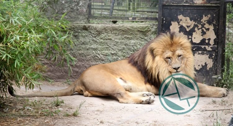 Leones del Bioparque platense seran trasladados a un santuario de Minnesota Leones del Bioparque platense seran trasladados a un santuario de Minnesota