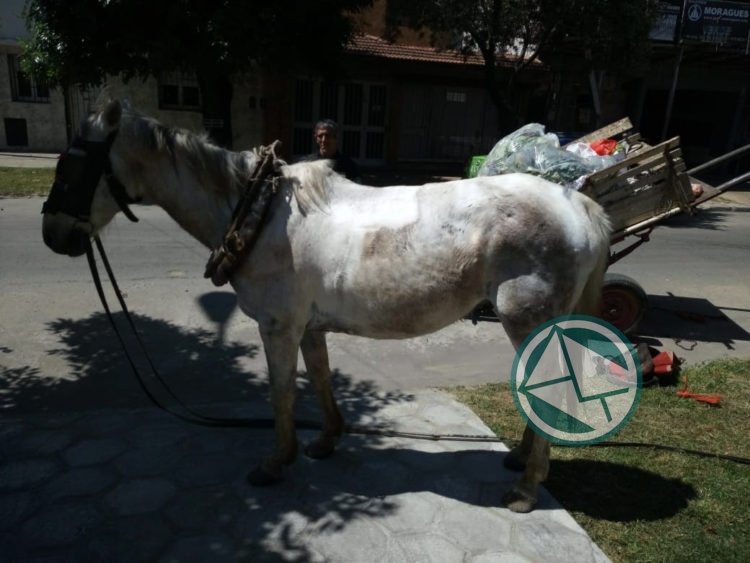 Rescatan a dos caballos con signos de maltrato