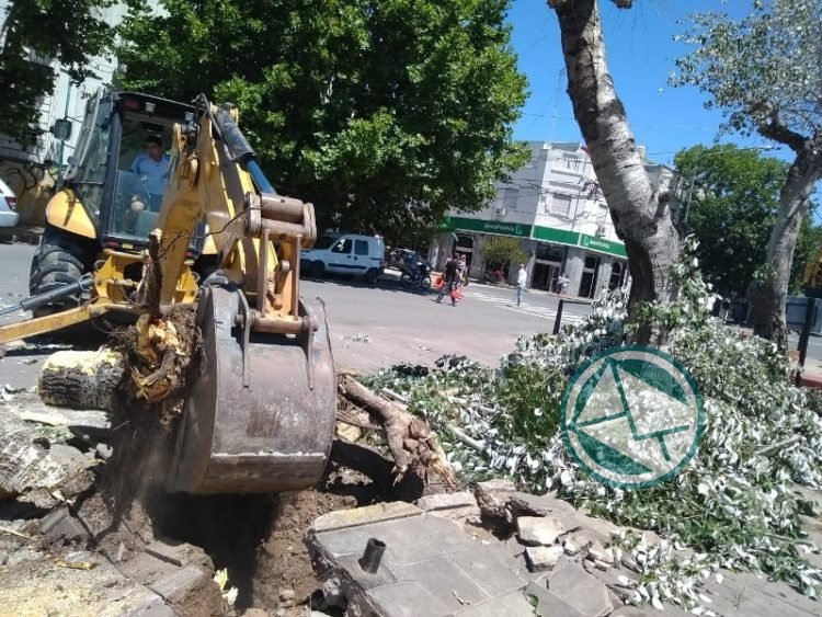 El Municipio de Berisso retira árboles y postes caídos como consecuencia del fuerte viento