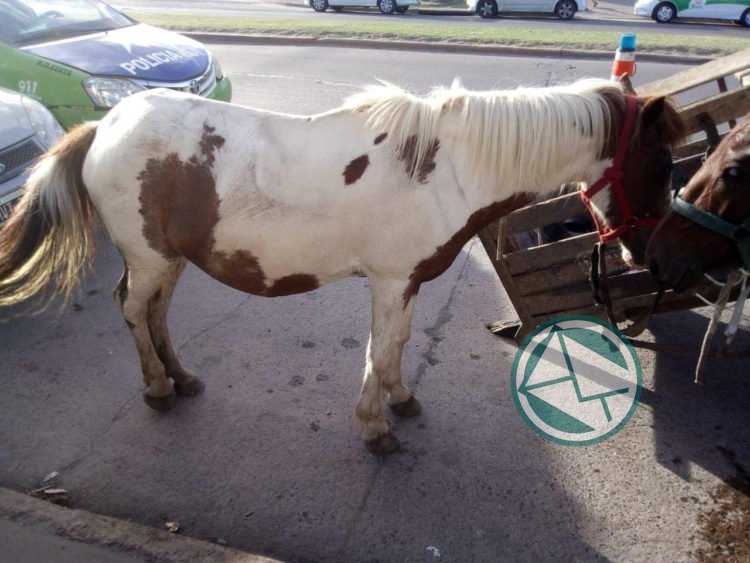 El Municipio rescató cuatro caballos que sufrían maltrato