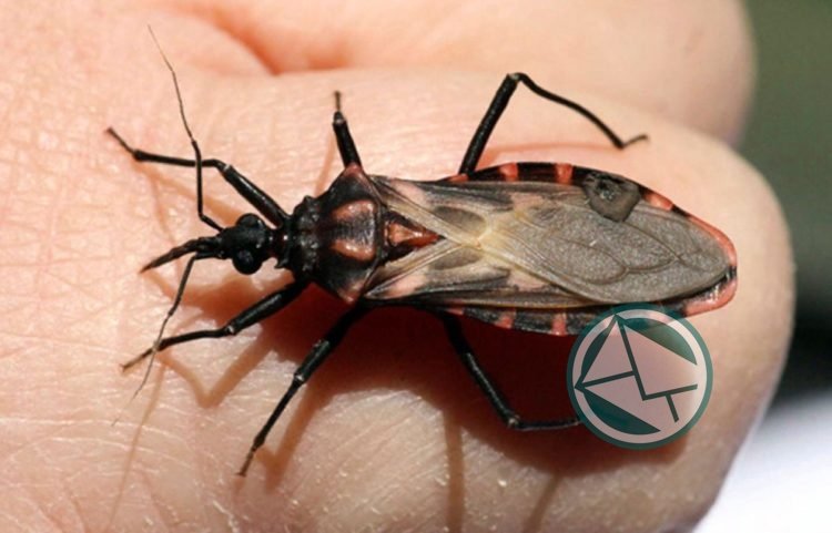 La Defensoría del Pueblo busca prevenir el Mal de Chagas