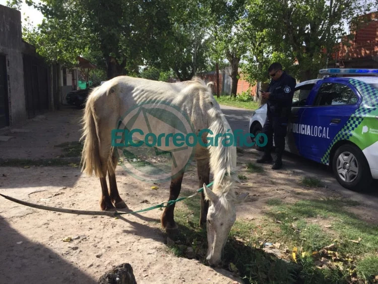 Dos yeguas rescatadas por acarrear excesos de carga en la vía pública