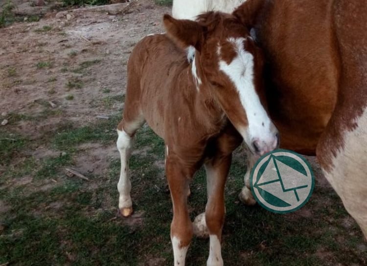 Perseo y Pancha: Potrillos nacidos de yeguas rescatadas por el municipio de La Plata