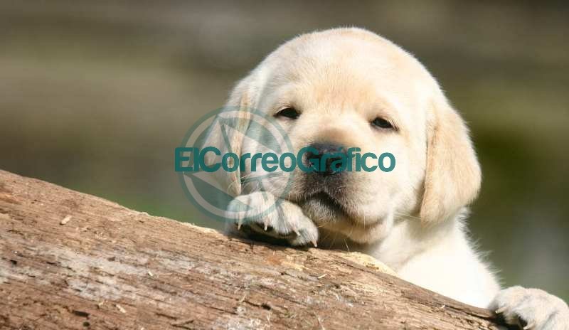 Los humanos sienten más empatía por los perros que por otros seres de su misma especie Los humanos sienten más empatía por los perros que por otros seres de su misma especie