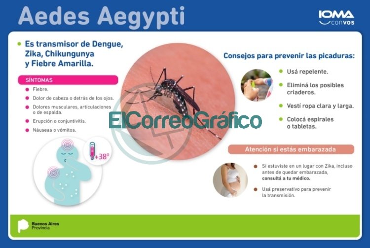 Enfermedades transmitidas por mosquitos: piden reforzar la prevención Enfermedades transmitidas por mosquitos: piden reforzar la prevención
