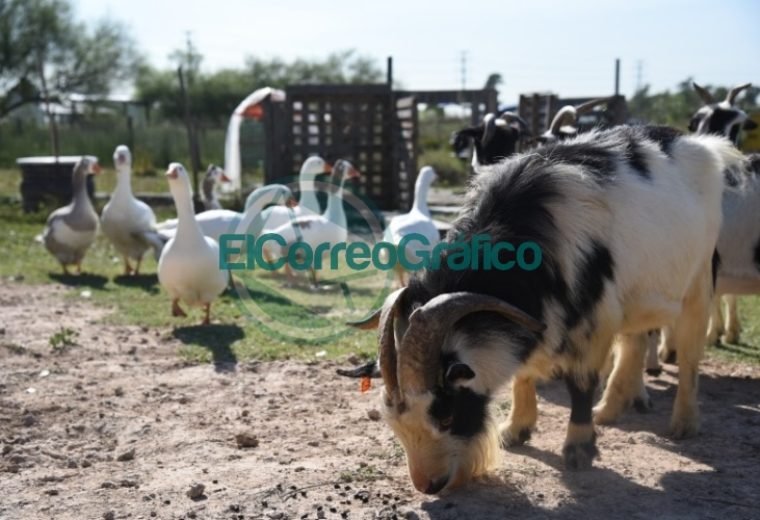 Se trasladaron más de 40 aves y 6 cabras de La Granja de la República de los Niños Se trasladaron más de 40 aves y 6 cabras de La Granja de la República de los Niños 01