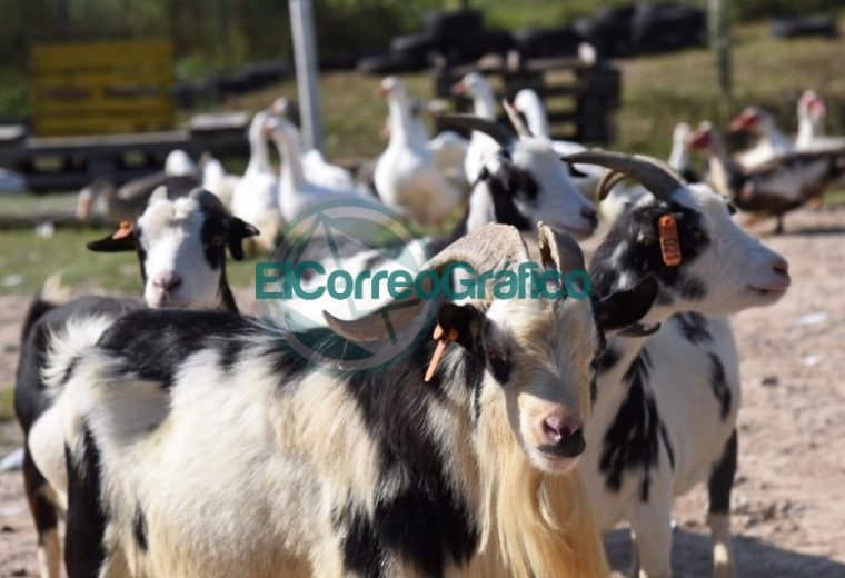 Se trasladaron más de 40 aves y 6 cabras de La Granja de la República de los Niños Se trasladaron más de 40 aves y 6 cabras de La Granja de la República de los Niños 03