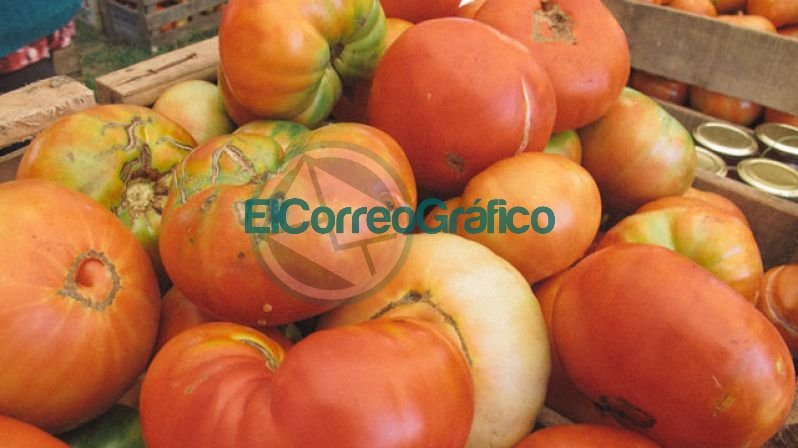 Se viene la 15ª Fiesta del Tomate Platense