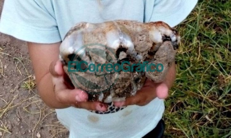Una nena de 3 años encontró el molar de un elefante prehistórico en una playa