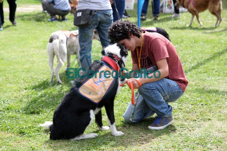Más de 10 mil personas participaron del ‘Festival de adopción de mascotas’