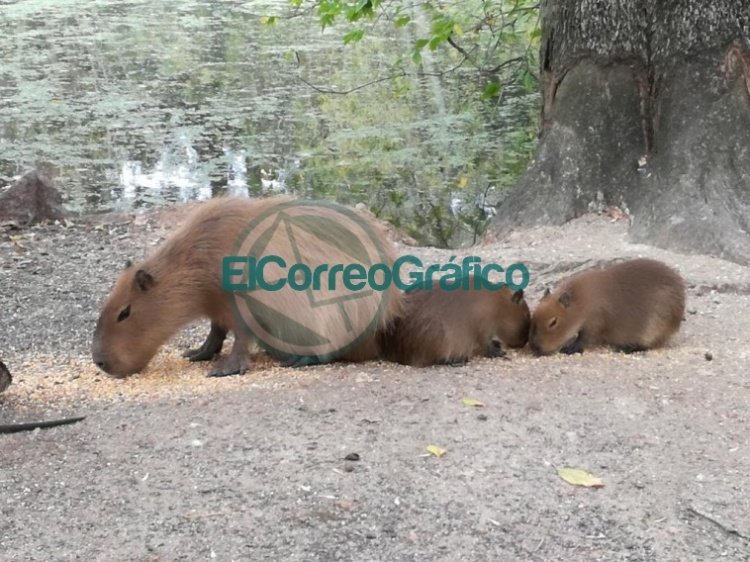 Nacieron dos carpinchos que vivirán en el Bioparque platense