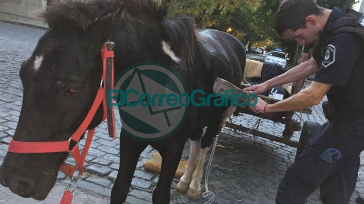 Se en La Plata rescató y puso a resguardo a un caballo con signos de maltrato
