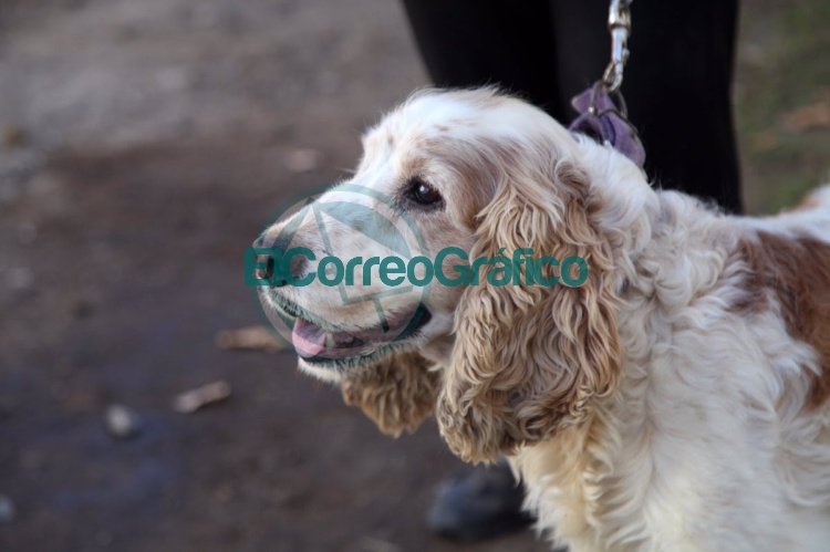 Durante el mes abril, continúa con la atención veterinaria gratuita en Savoia Durante el mes abril, continúa con la atención veterinaria gratuita en Savoia