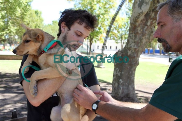 El Municipio de La Plata atendió de manera gratuita a más de 13 mil animales en lo que va del año