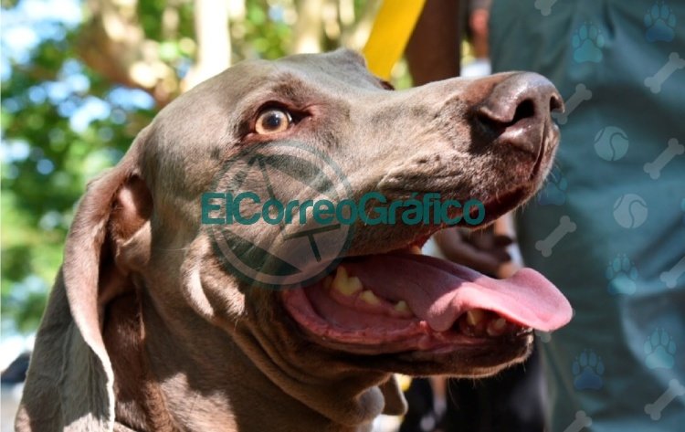 Continuán los operativos de atención veterinaria gratuita en La Plata