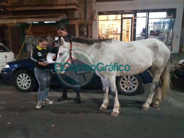 Otro caballo que sufría maltrato físico fue rescatado en La Plata
