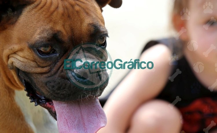 Vacunación, desparasitación y atención primaria gratuita para mascotas en Plaza 19 de Noviembre