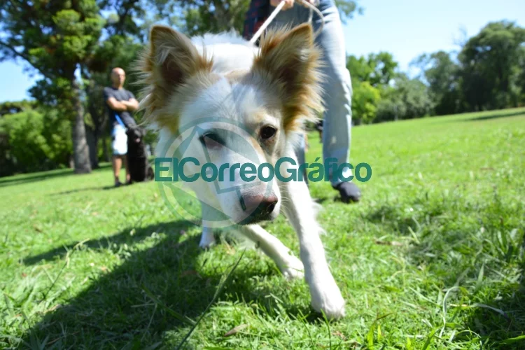 Jornadas de castración y vacunación gratuita para perros y gatos La Plata