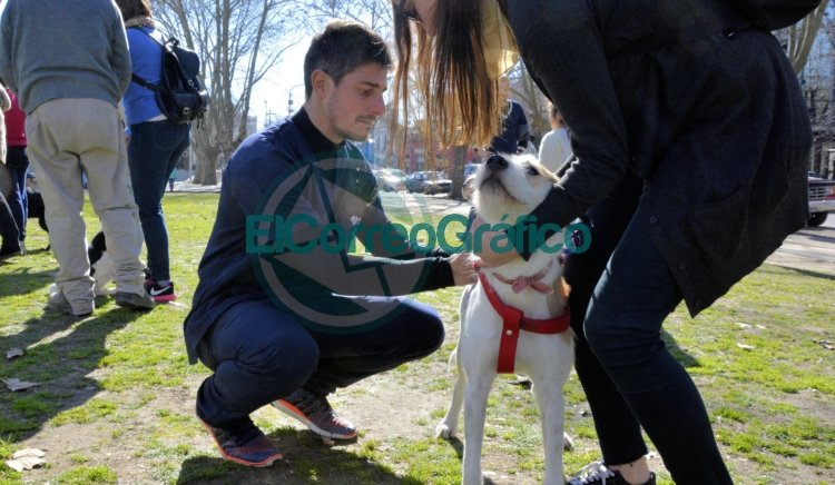 Zoonosis de La Plata concentrará sus actividades y prestaciones en 514 entre 11 y 12 Zoonosis de La Plata concentrará sus actividades y prestaciones en 514 entre 11 y 12