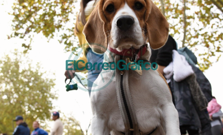 Se llevará adelante una nueva jornada de vacunación gratuita a mascotas en Plaza Olazábal