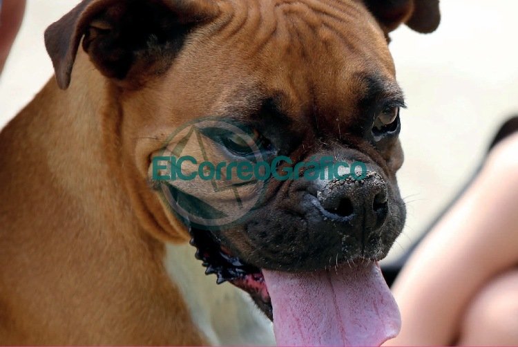 Vacunación veterinaria gratuita en El Rincón