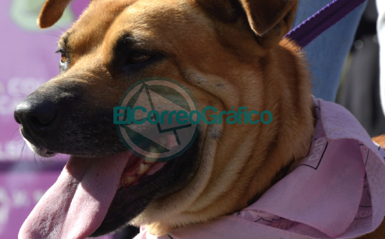 Jornada de vacunación veterinaria gratuita a Altos de San Lorenzo