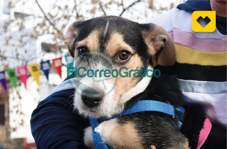 El consultorio móvil de atención de mascotas realizará vacunaciones y castraciones gratuitas en Los Hornos