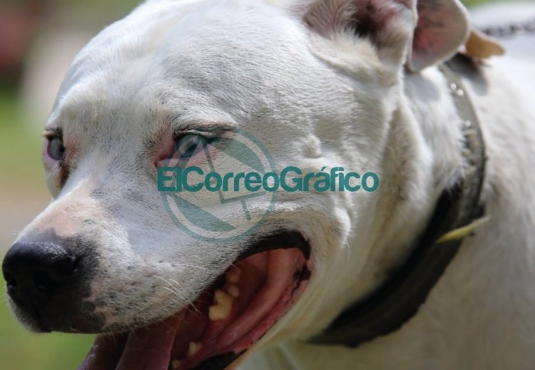 Jornada de vacunación veterinaria gratuita a Arturo Seguí