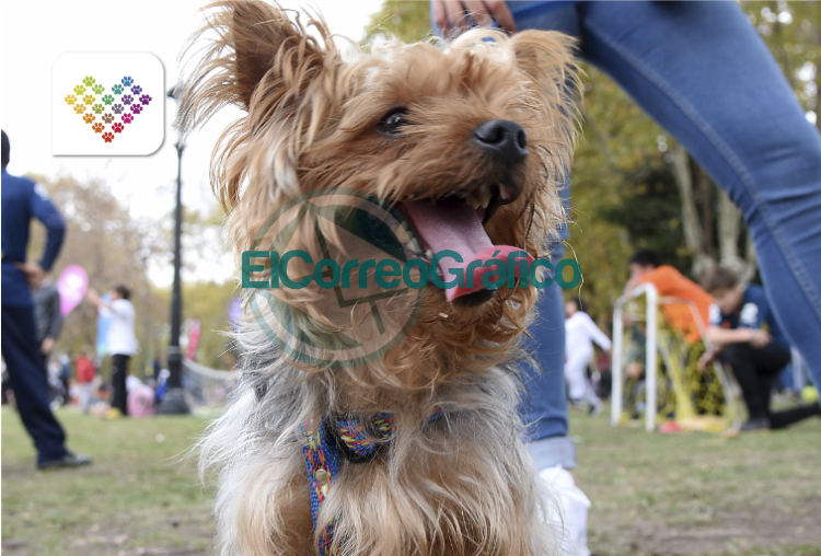 Jornada de vacunación y atención veterinaria gratuita en Villa Elisa