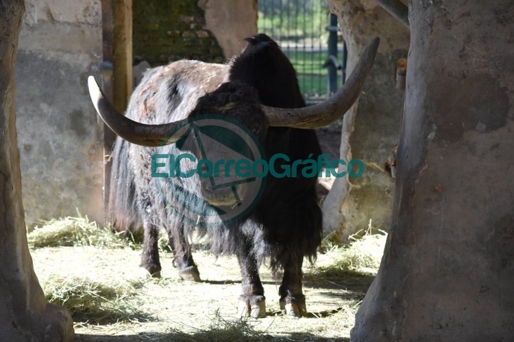 Tras vivir 12 años en cautiverio, el municipio liberó al Yak 'Chicho'