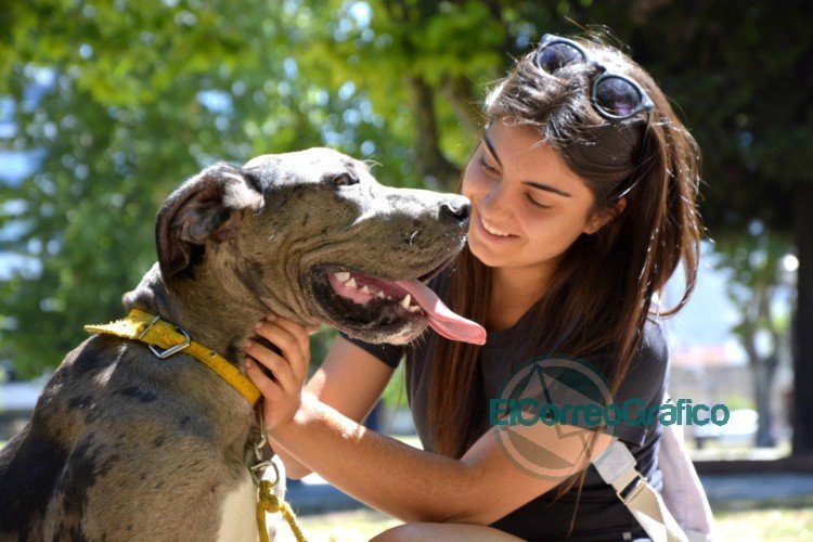 Jornadas de castración gratuita para perros y gatos en Los Hornos