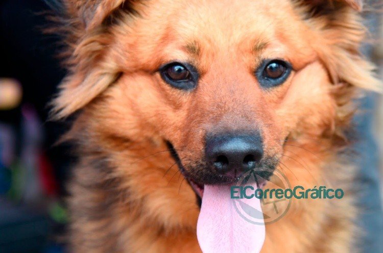 Todos los sábados de octubre, habrá atención veterinaria, vacunación y desparasitación gratuita en "La República de los Niños"