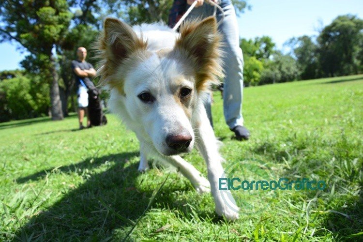 Con más de 53 mil animales atendidos, en La Plata continúan brindando atención gratuita